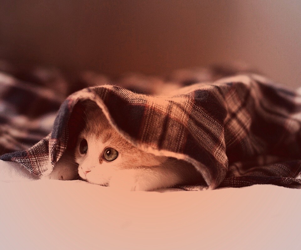 Котенок под одеялом обои