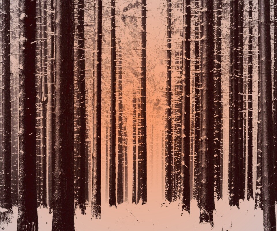 Зимний лес как штрихкод обои