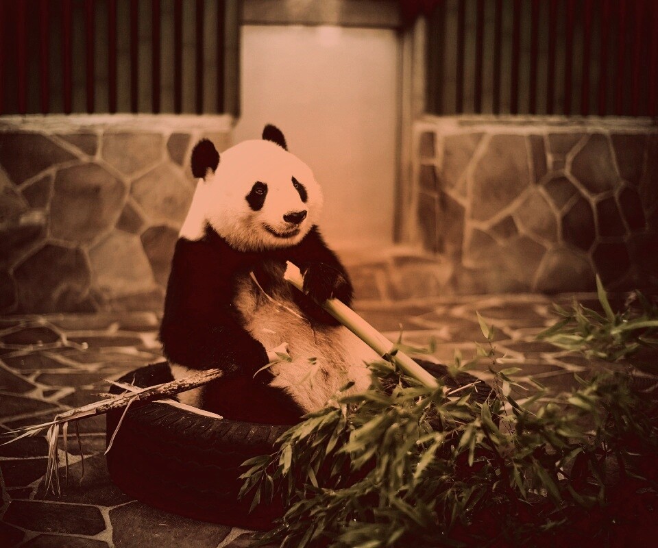 Панда точит бамбук обои