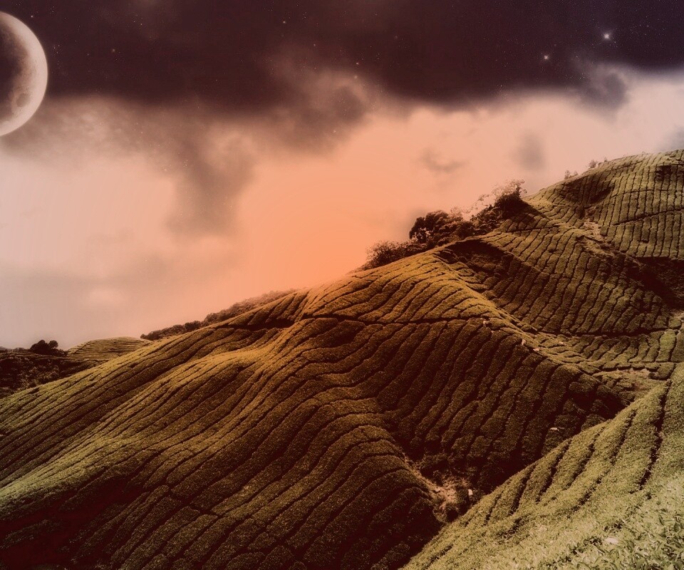 Чайные поля обои