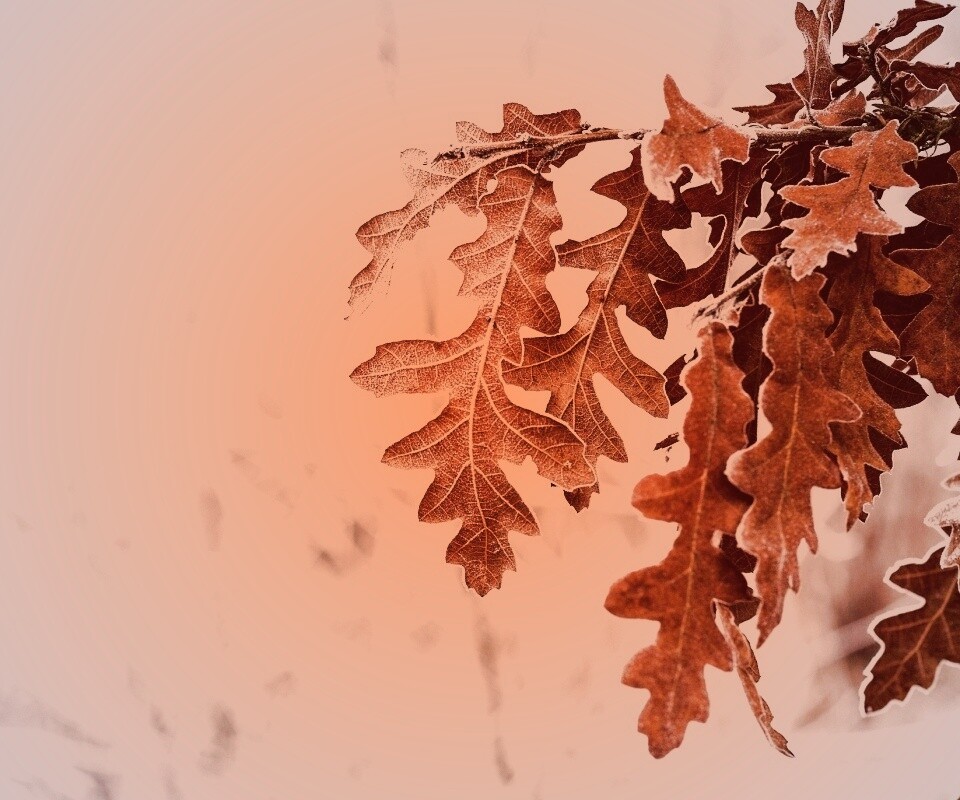 Дубовые листья обои