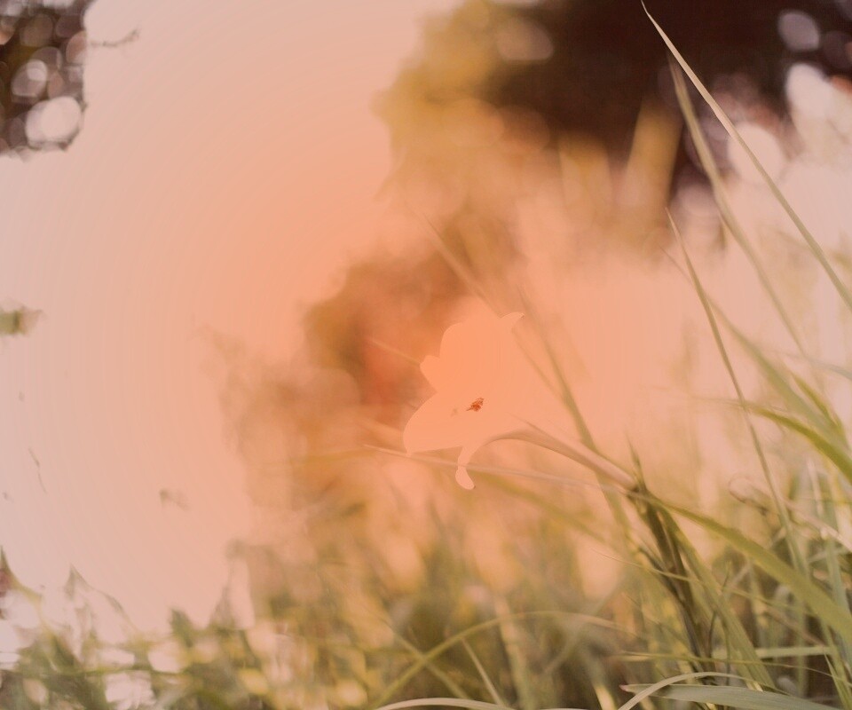 Цветок затерявшийся в траве обои