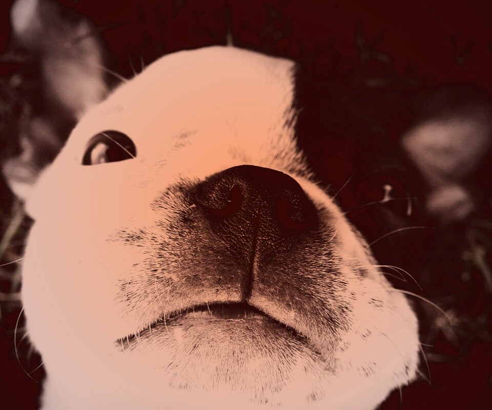 Бостонский терьер обои