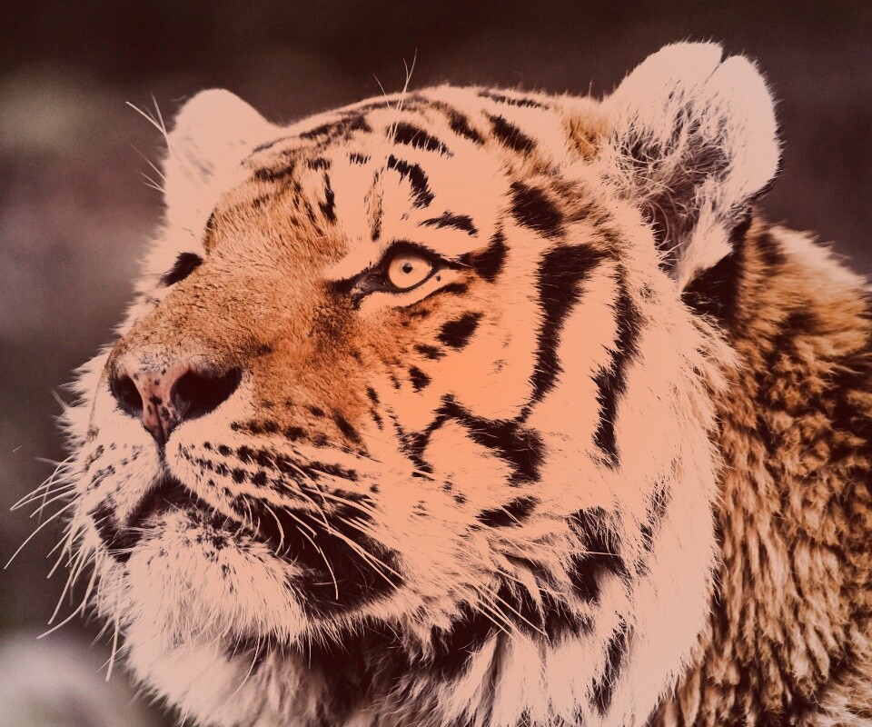 Амурский тигр обои