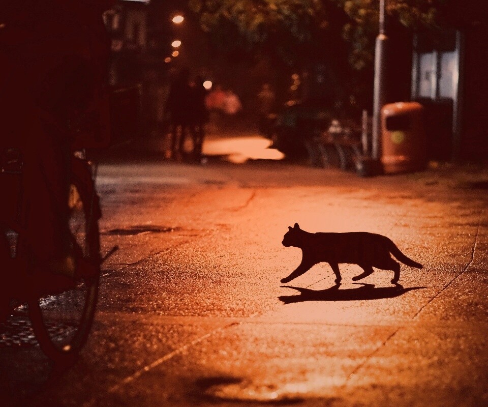 Кошка на ночной улице обои