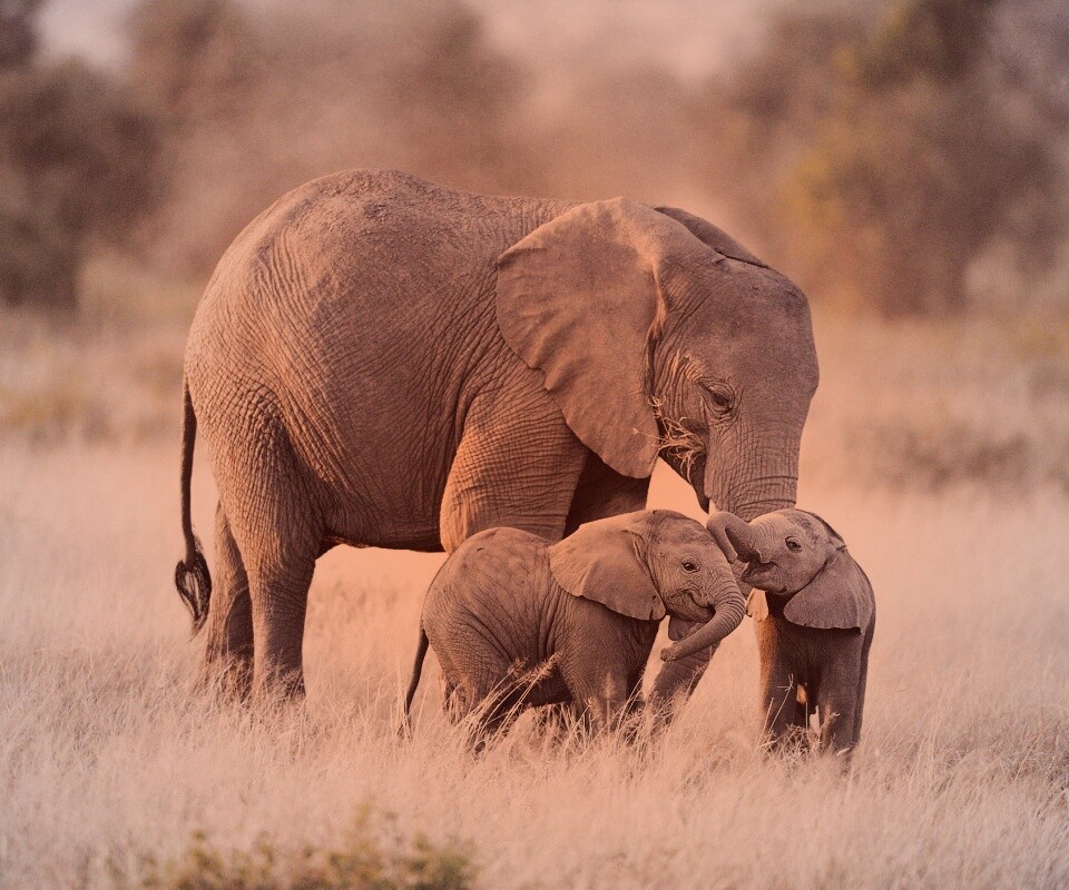 Слоны в национальном парке обои