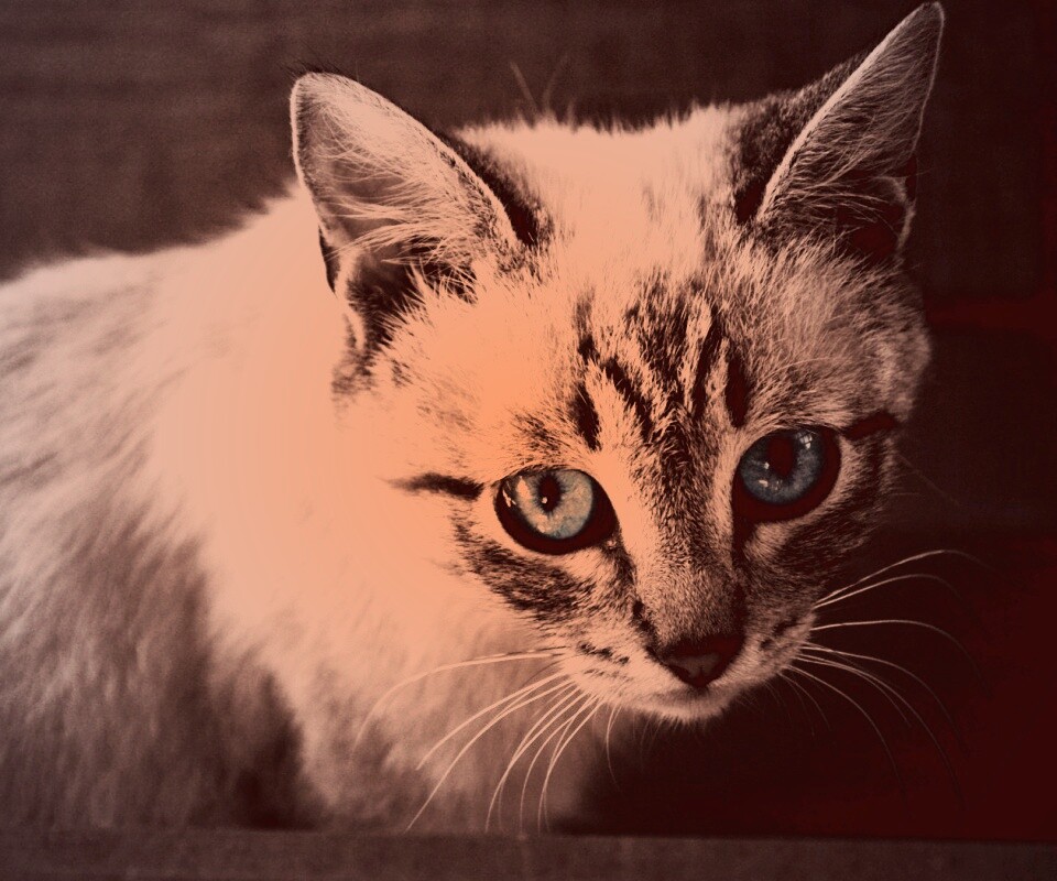 Котенок с синими глазами обои