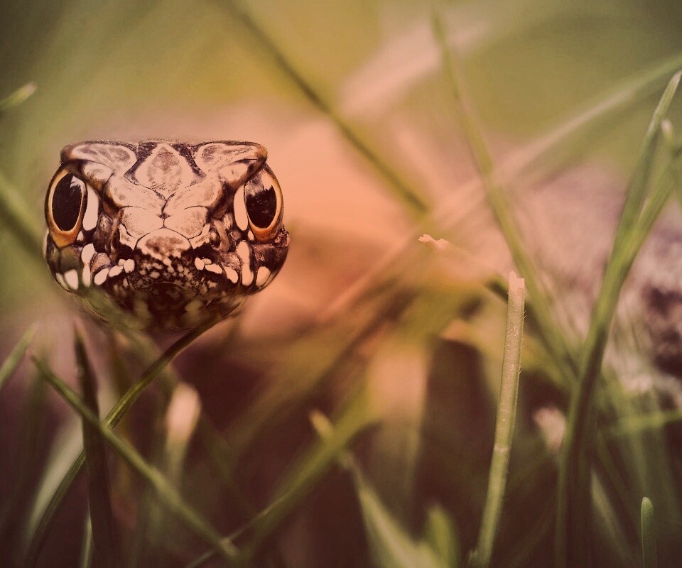 Змея в траве обои