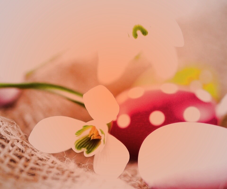 Белый цветок и яйца обои