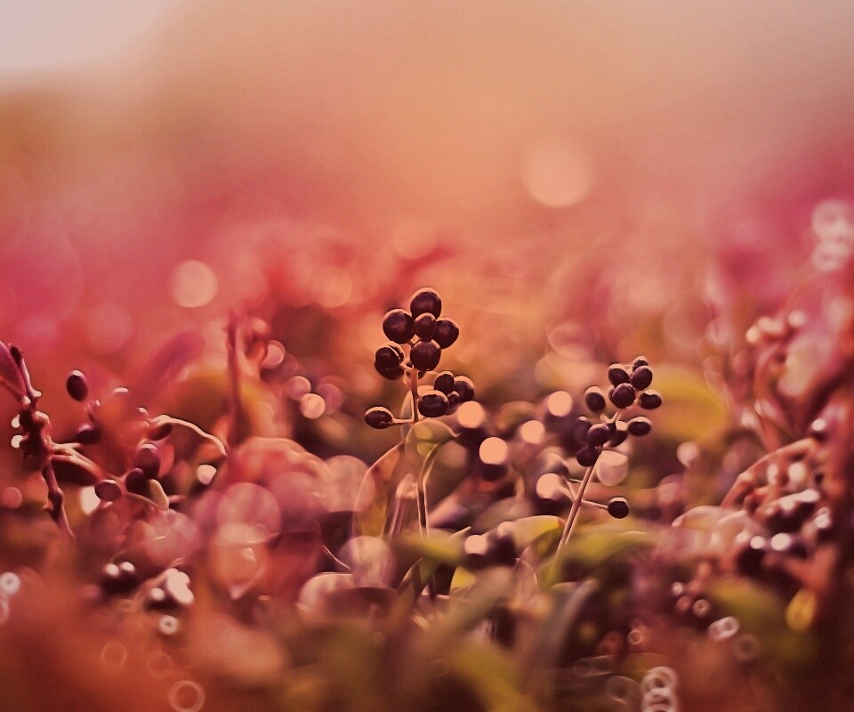 Фиолетовые ягоды обои