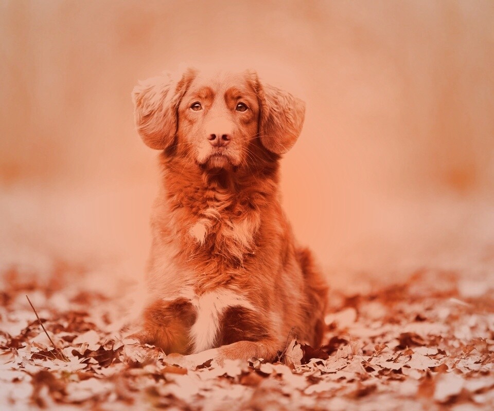 Осенний пес обои