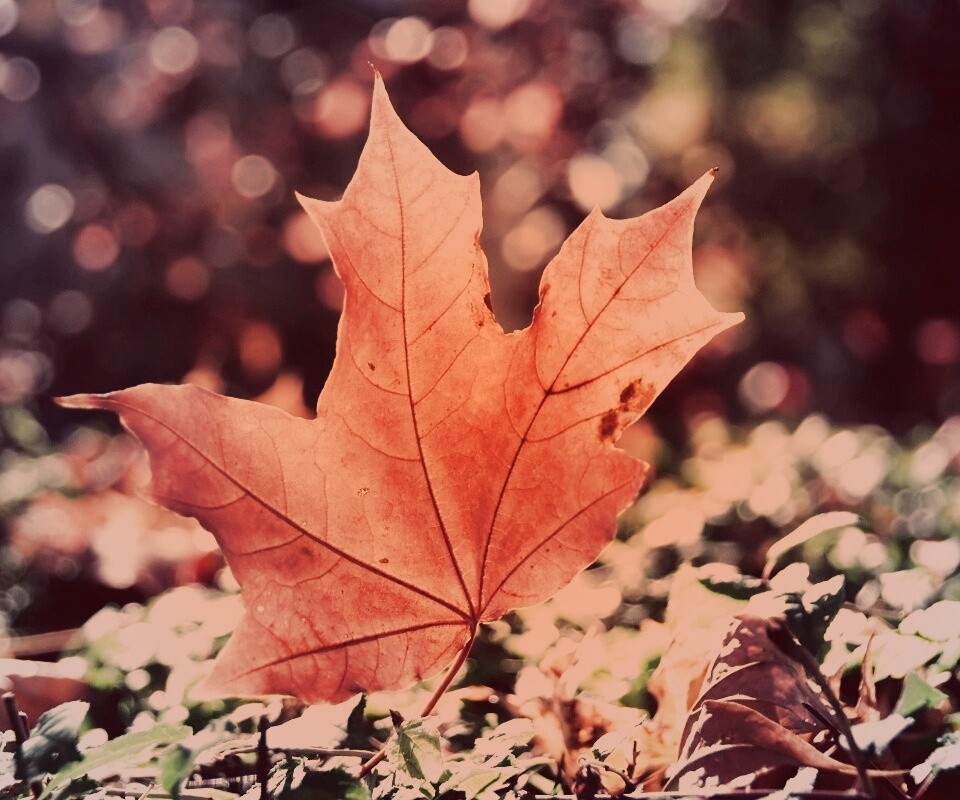 Желтый кленовый лист обои