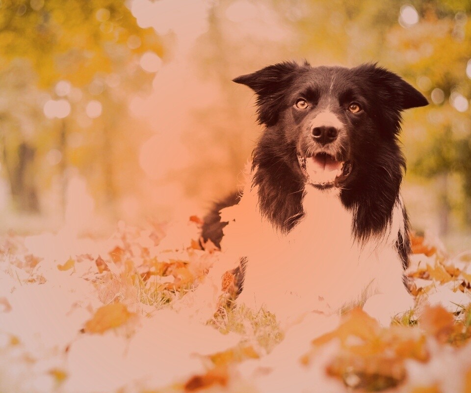 Пес среди листвы обои