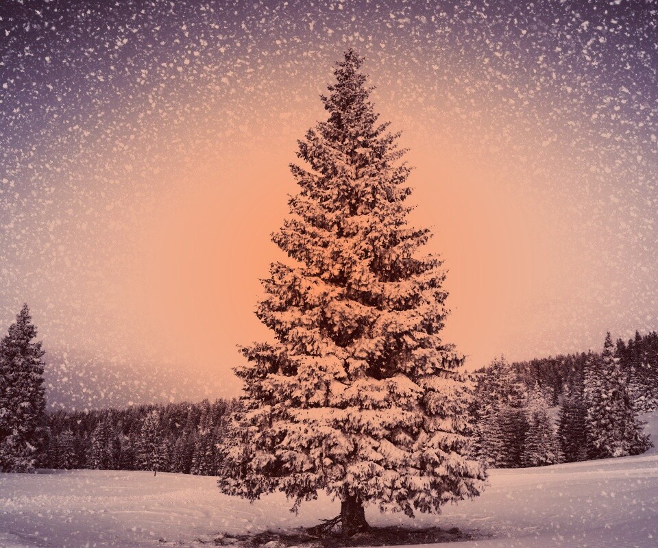 Ель в снегопад обои