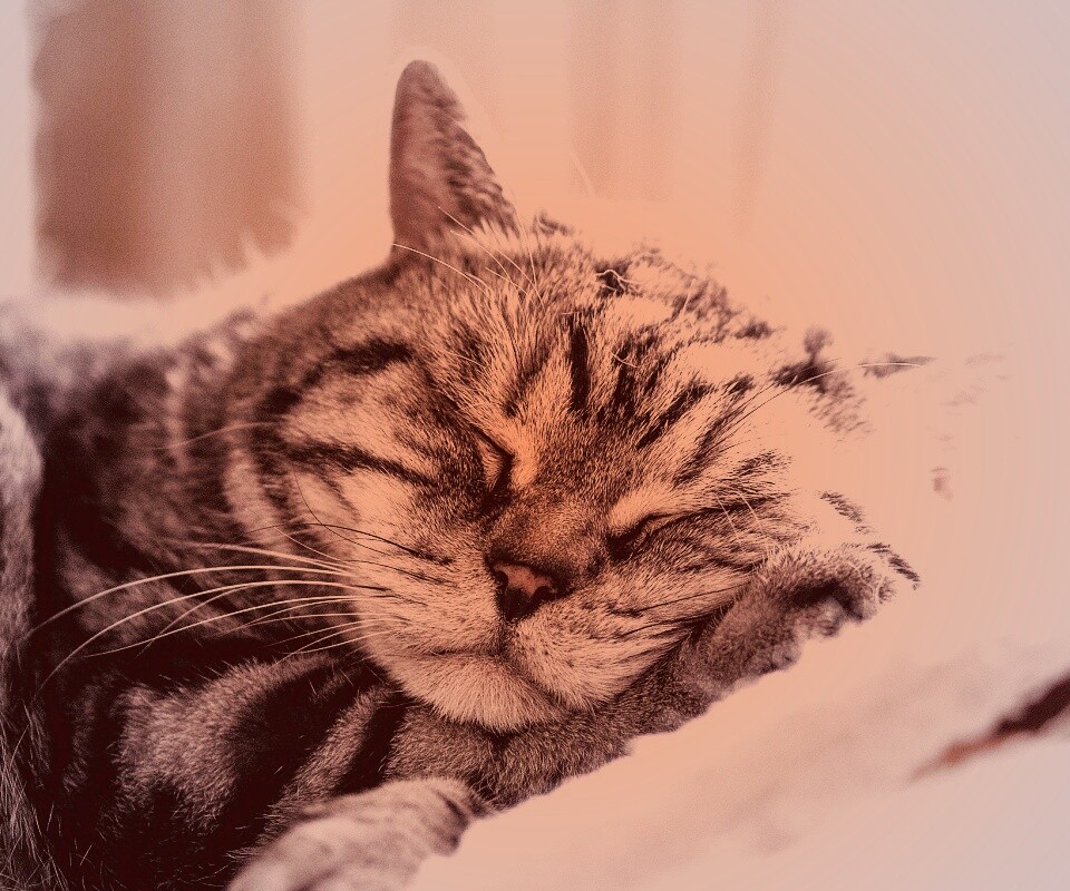 Спящий кошак обои