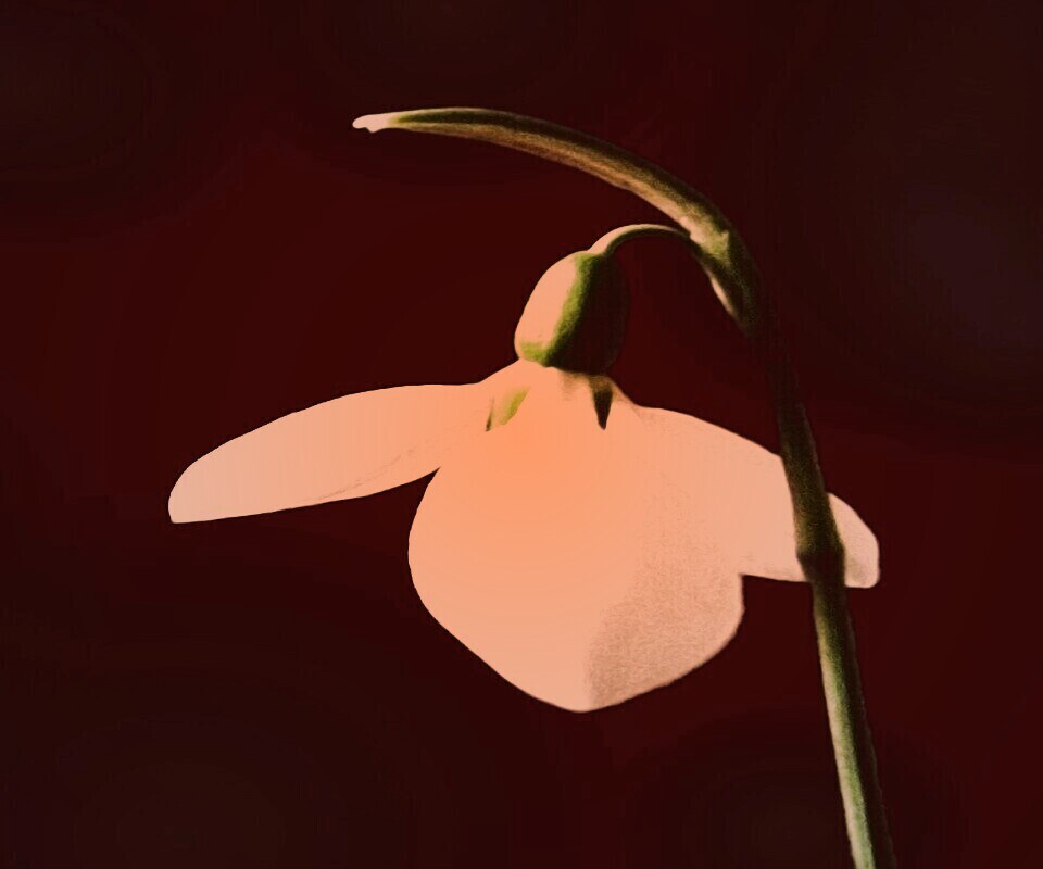 Белый цветок обои