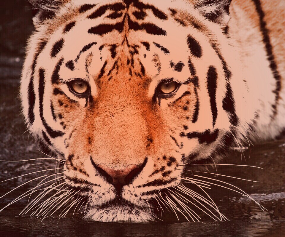 Купание тигра обои