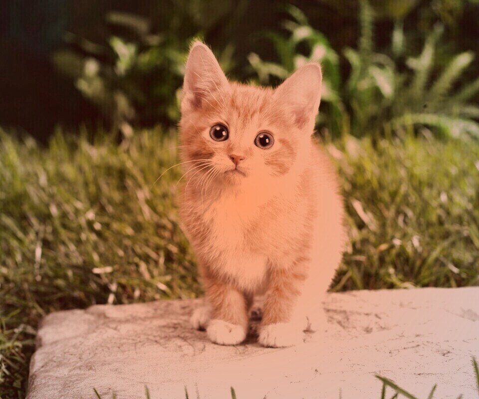 Котенок в саду обои