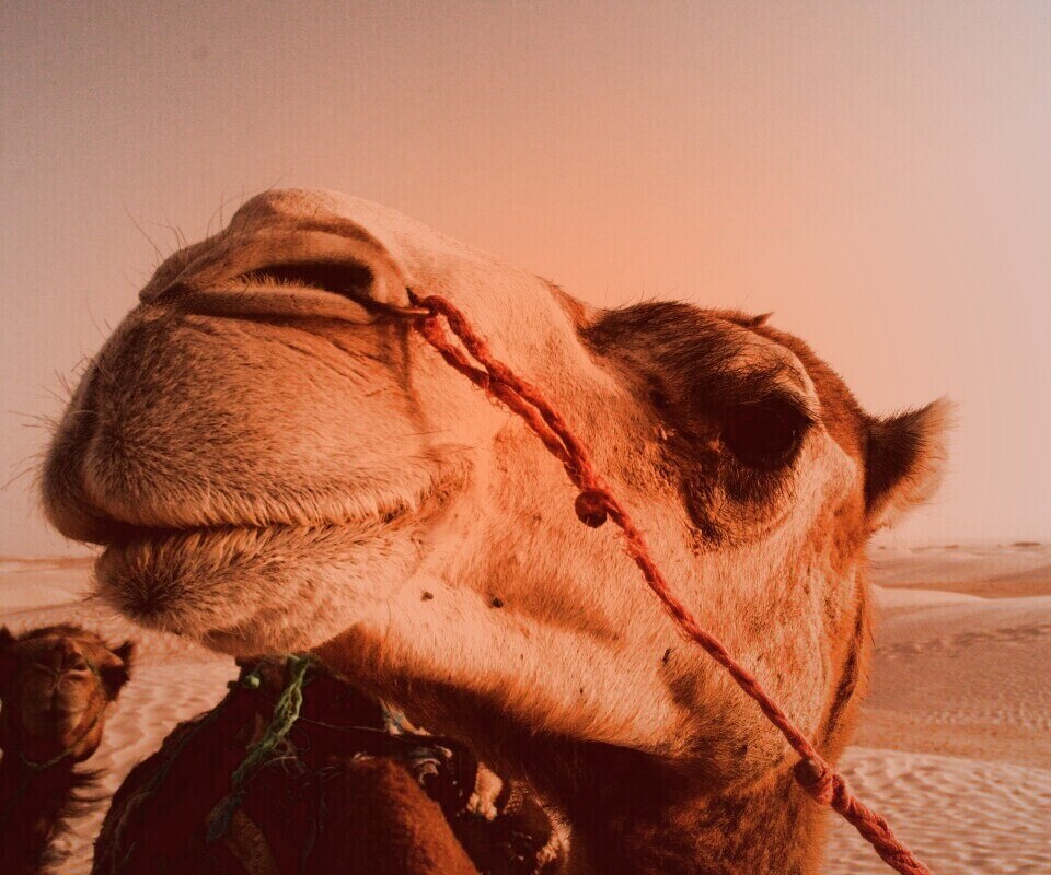 Верблюд обои