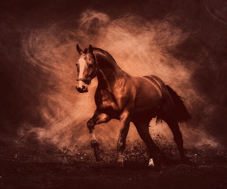 Лошадь обои