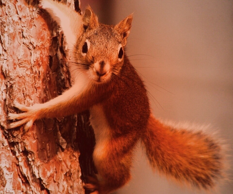 Белка на дереве обои