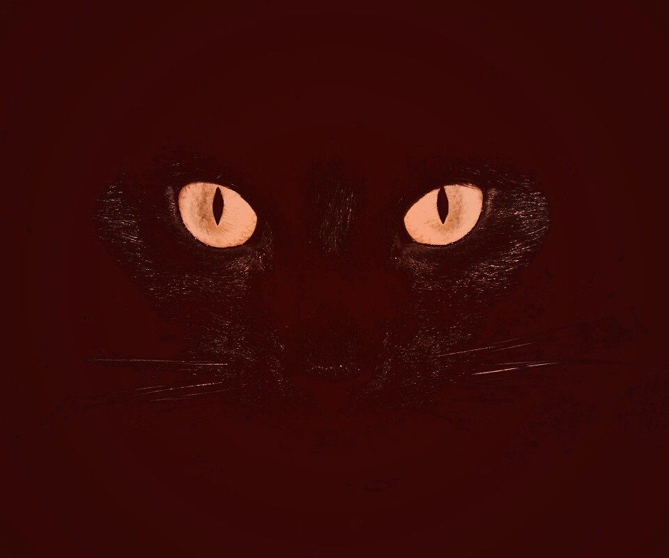 Черный кот обои