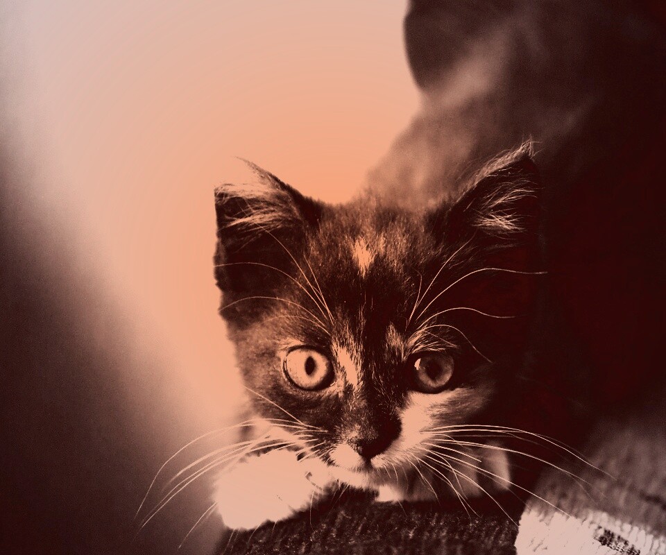 Котёнок обои