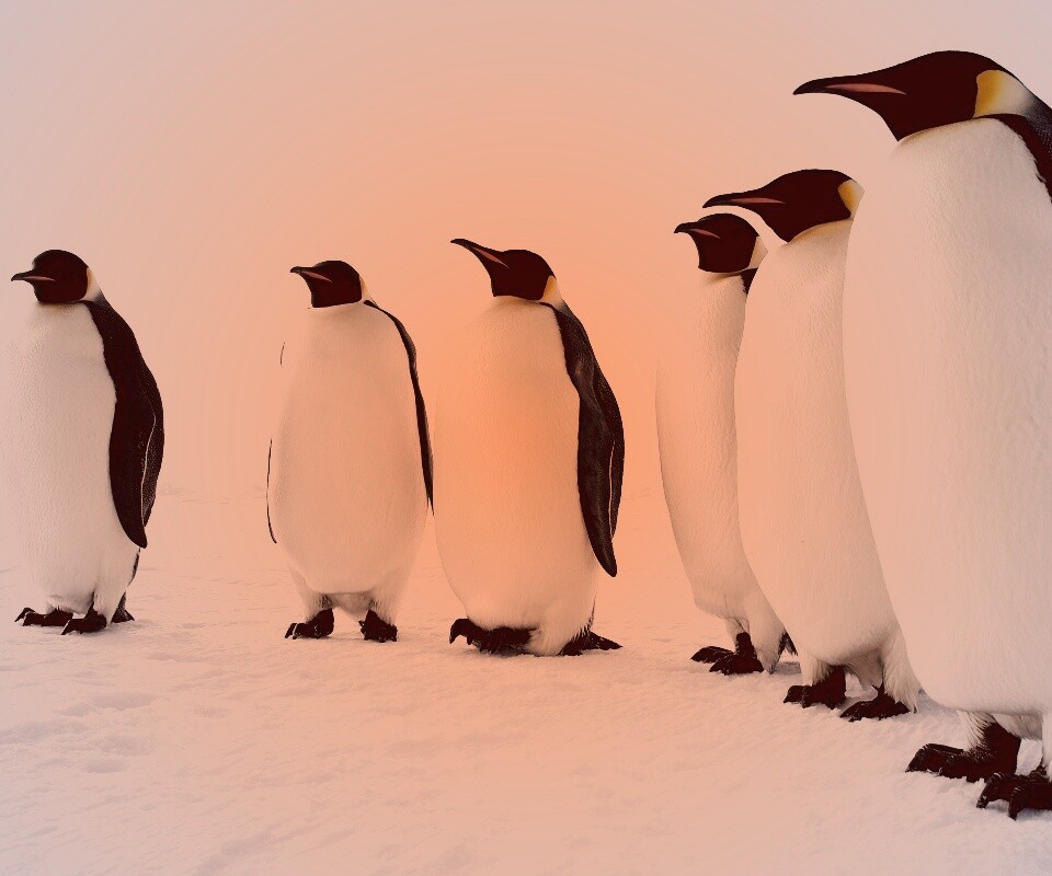 Слет пингвинов обои