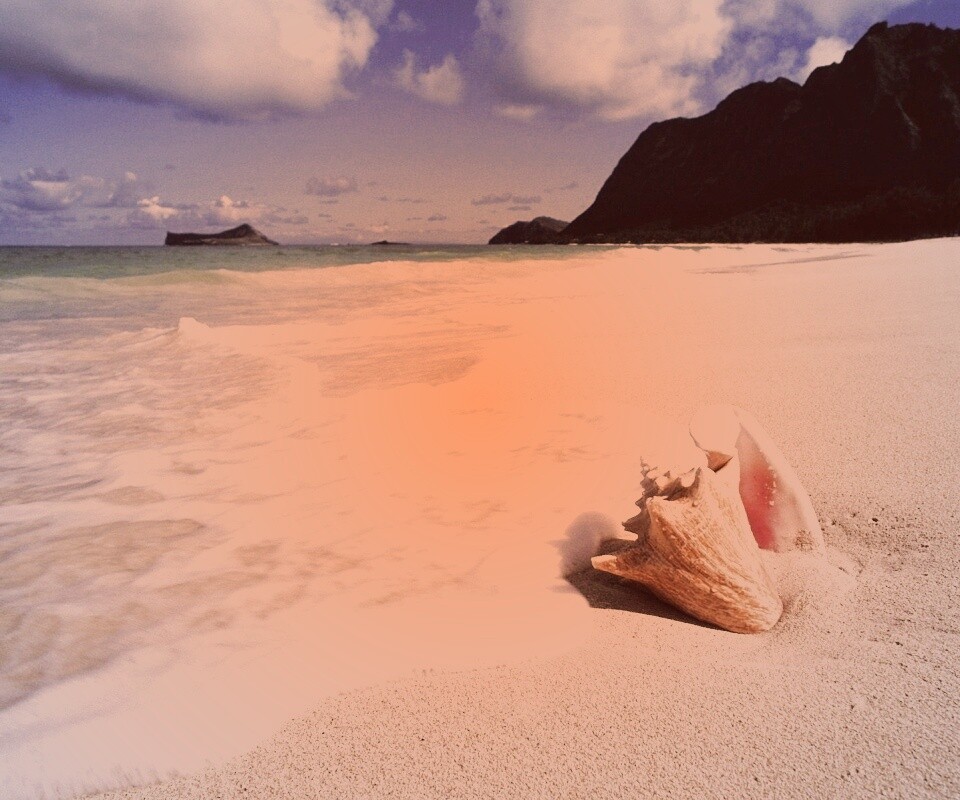 Морская раковина обои