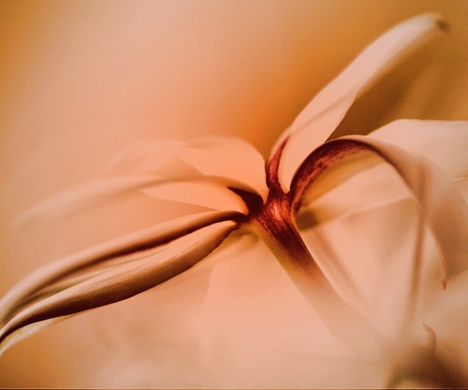 Цветок обои