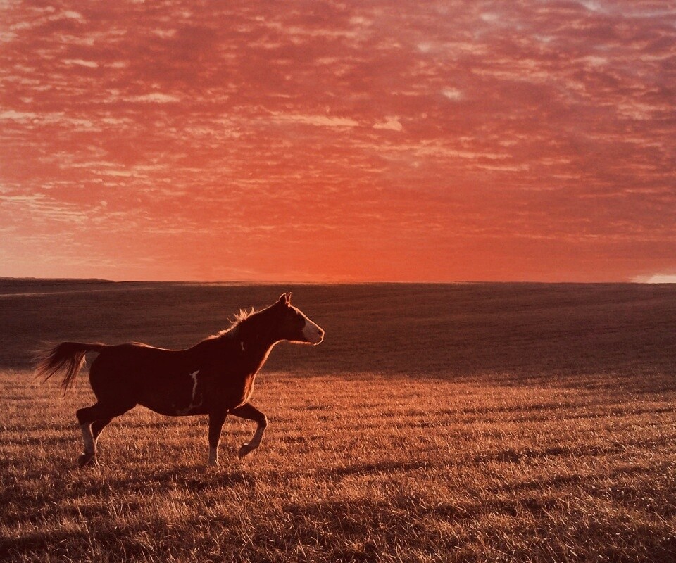 Мустанг обои