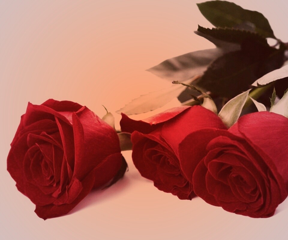 Красные розы обои