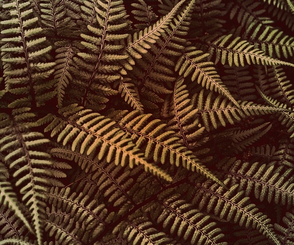 Папоротник обои