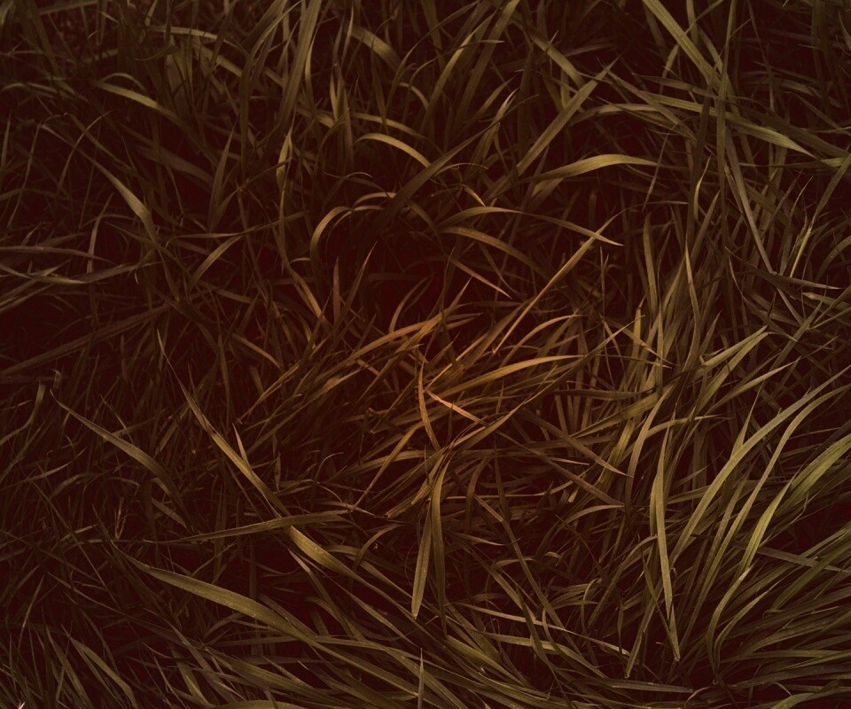 Зеленая трава обои