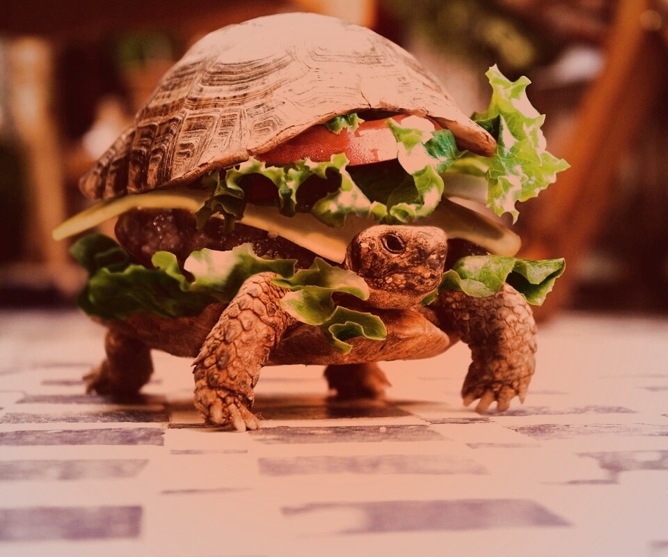 Черепахбургер обои