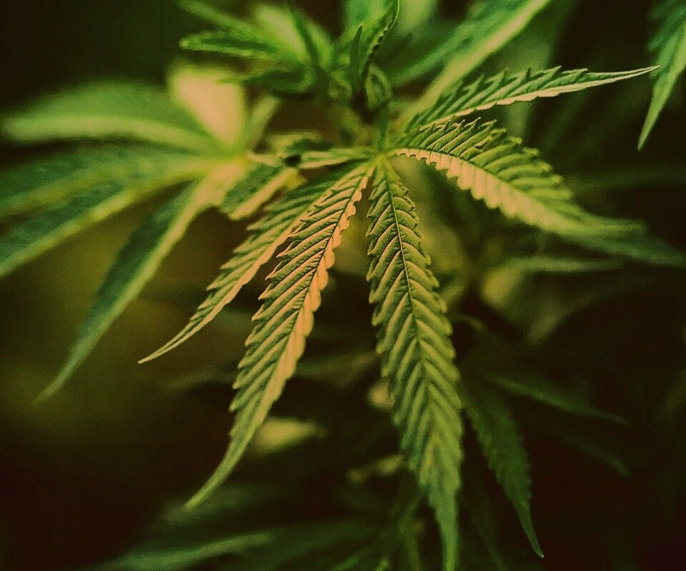 Марихуана обои