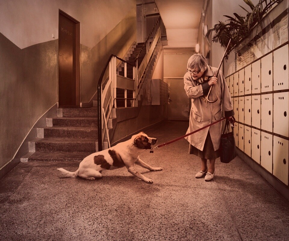 Непослушная собака обои