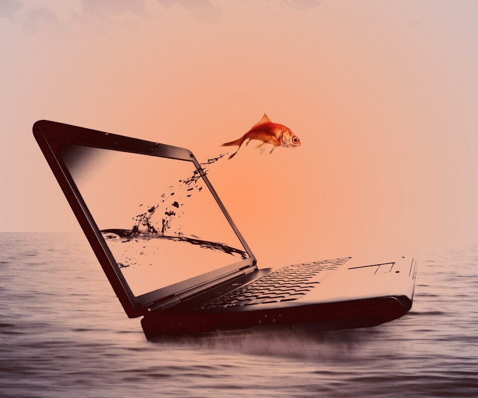 Золотая рыбка обои