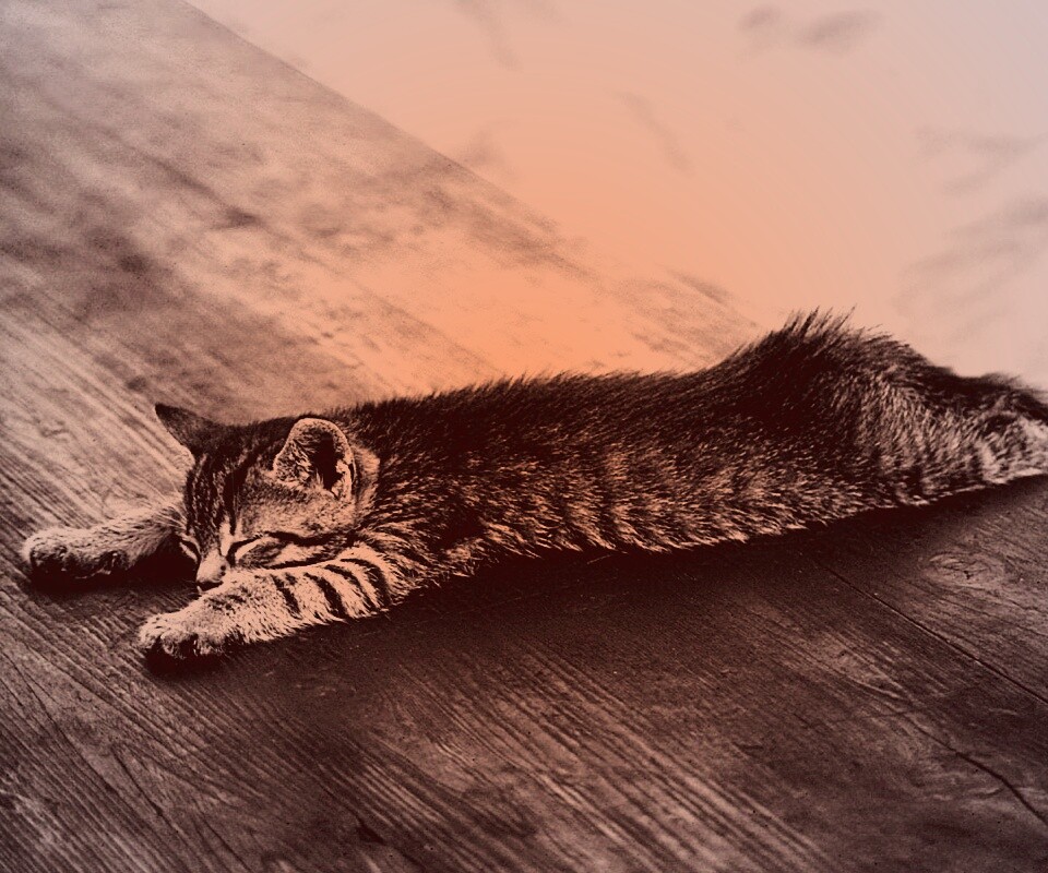 Растянувшийся кошара обои