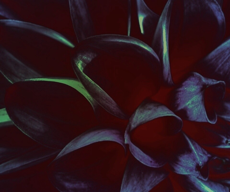 Лепестки обои