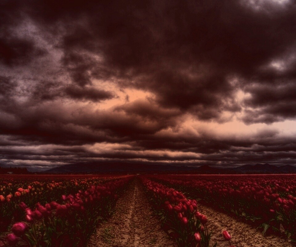 Цветочное поле под грозовым небом обои
