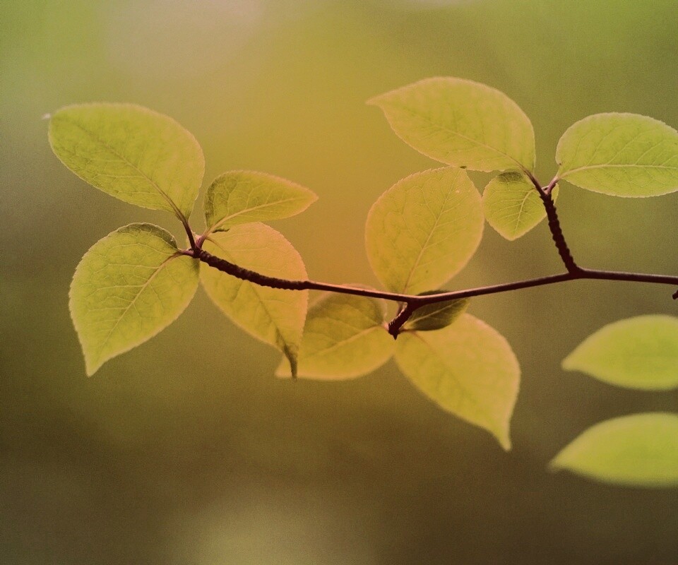 Зеленая веточка обои