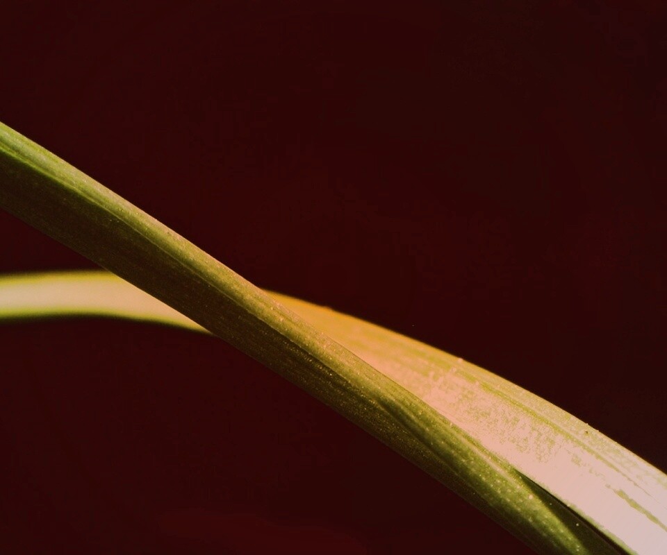 Зелень обои