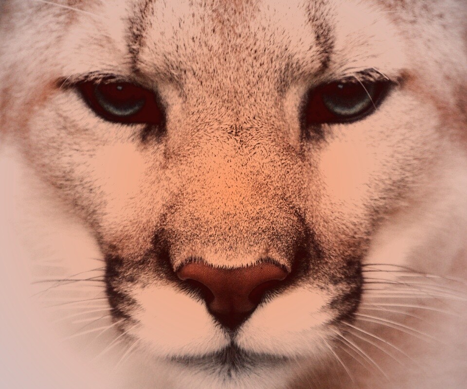 Взгляд большой кошки обои