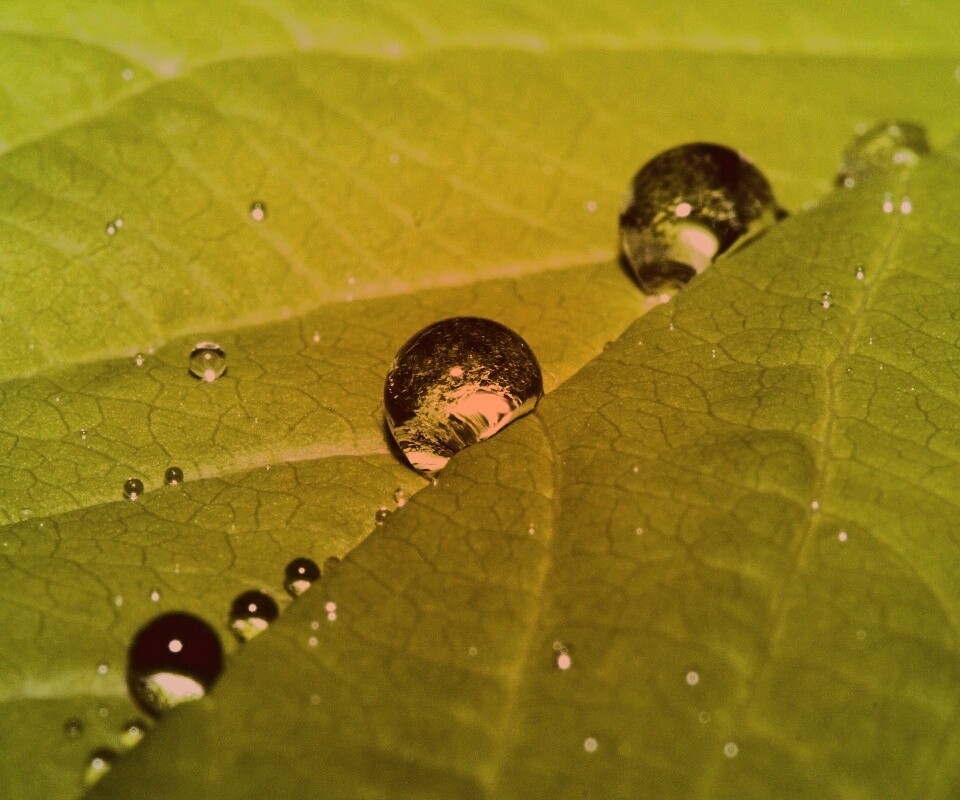 Капли на листе обои