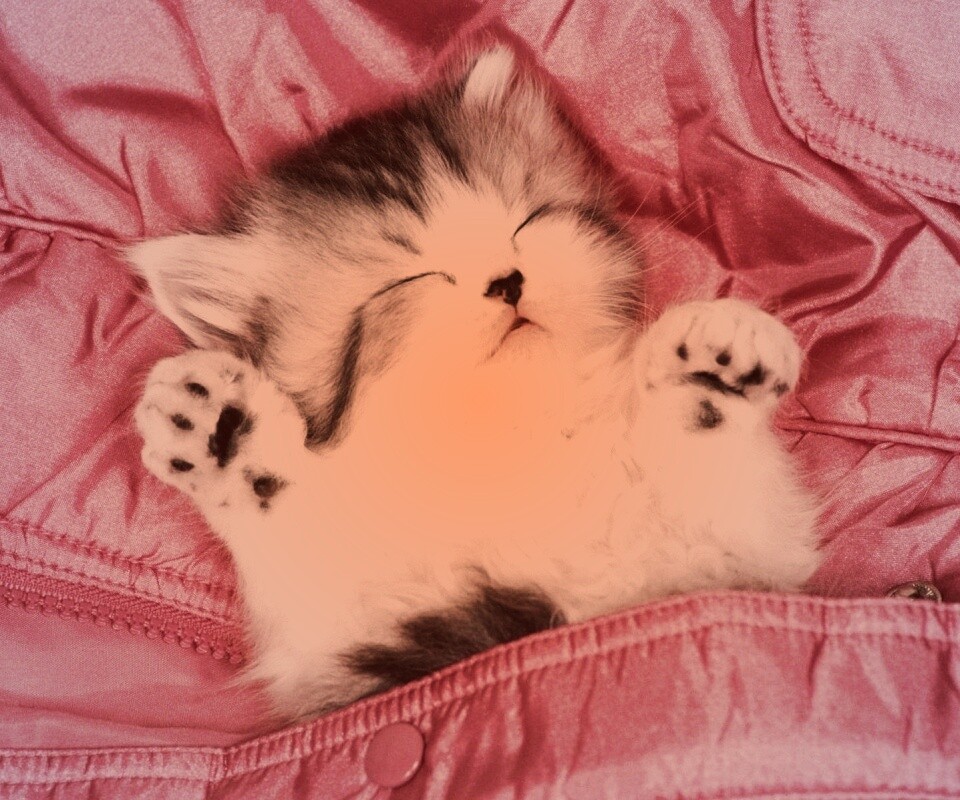 Котенок на розовой куртке обои