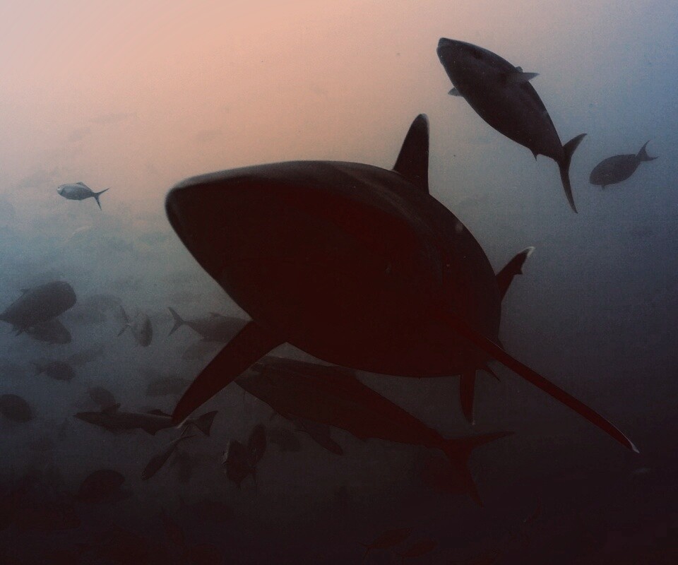 Акула обои