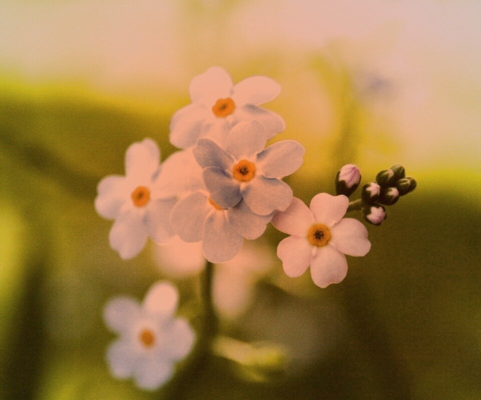 Обои цветов обои