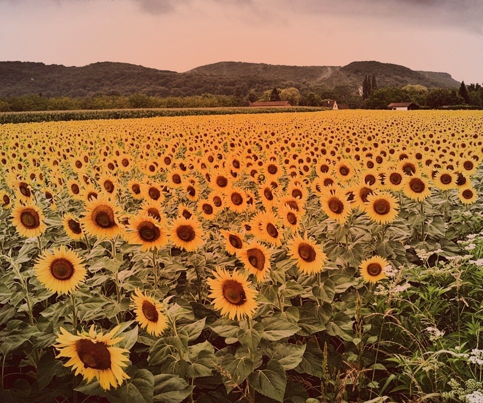 Живописное поле подсолнухов обои