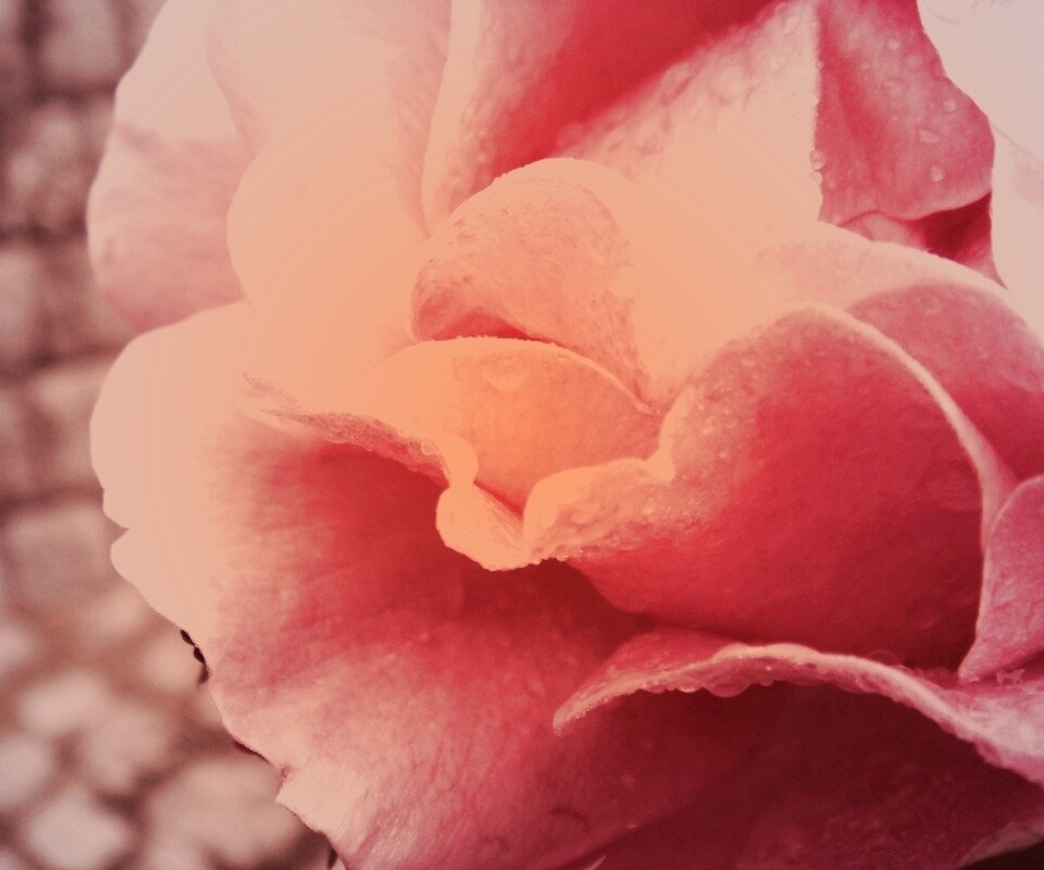 Уличная роза обои